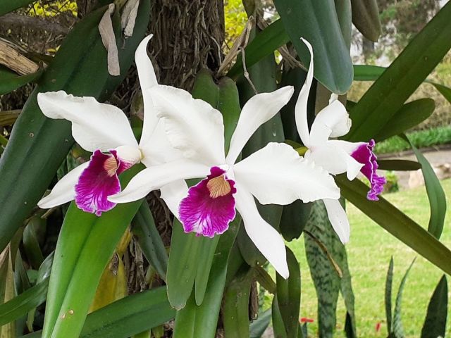 Dra. Elizabete De Marchi orquidea