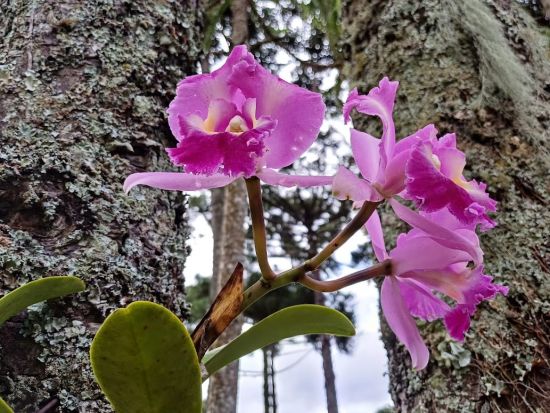 Dra Elizabete De Marchi orquidea 2