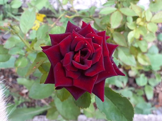 Evidencie (ainda mais) a sua beleza natural | Clínica de Estética Elizabete De Marchi Dra Elizabete De Marchi rosas